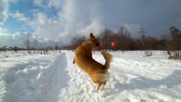 Cão Engraçado Corre Salta Para Bola Neve Câmera Lenta Galês — Vídeo de Stock