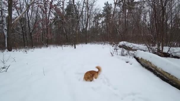 Cão Corgi Feliz Alegra Cai Neve Galês Corgi Pembroke Outdors — Vídeo de Stock