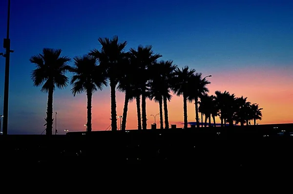 Silhouettes of palm trees at sunset in the city