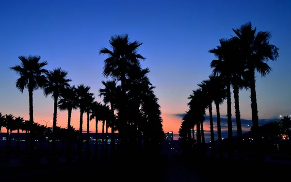 Silhouette Palme Tramonto Città — Foto Stock