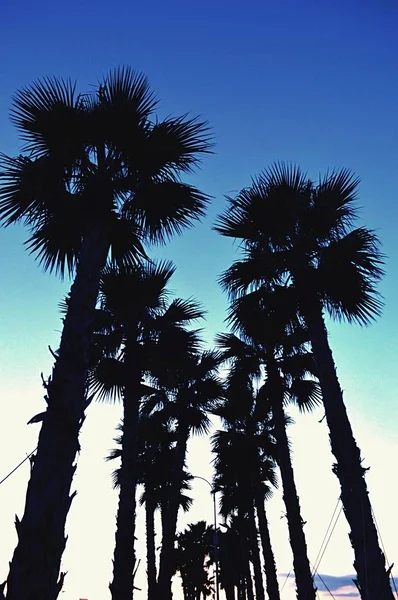 Silhouettes Palm Trees Sunset City — Stock Photo, Image