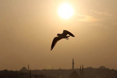 Kuşlar, martı istanbul gökyüzünde uçuyor 
