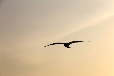 Kuşlar, martı istanbul gökyüzünde uçuyor 