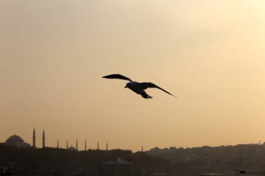 Kuşlar, martı istanbul gökyüzünde uçuyor 