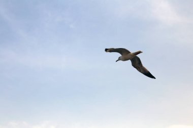 Kuşlar, martı istanbul gökyüzünde uçuyor 