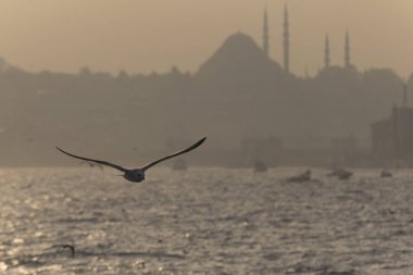 A sunset day in istanbul and the sea, birds, mosques and city turkey