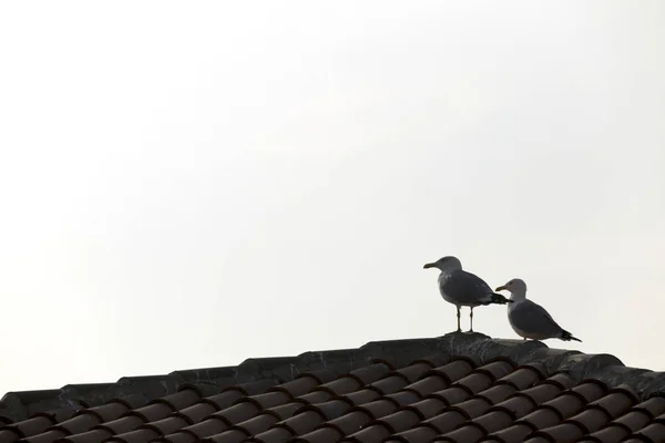 Martı bir çatı bekliyor