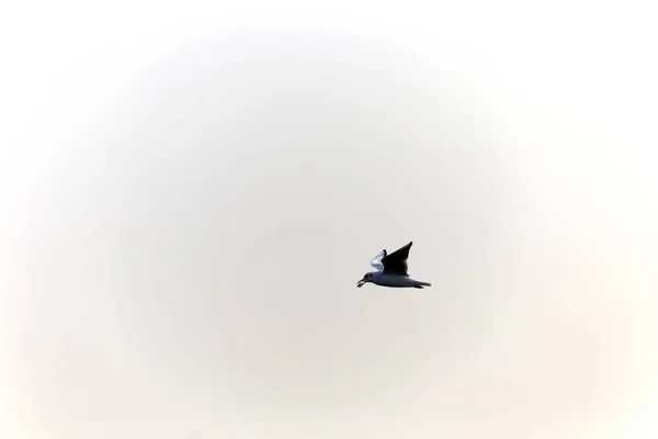 Oiseaux Mouettes Volent Dans Ciel Istanbul — Photo