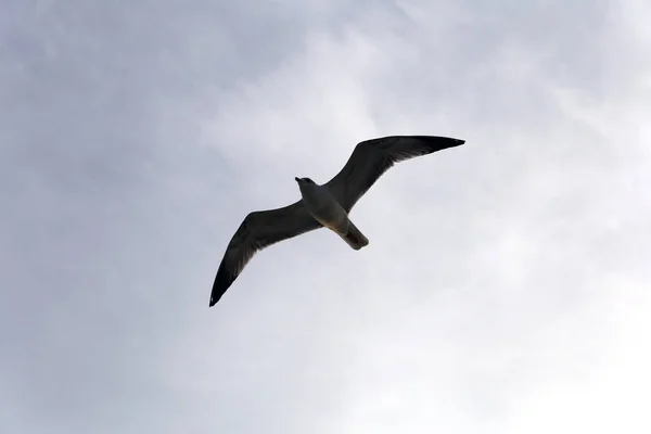 Kuşlar, martı istanbul gökyüzünde uçuyor 