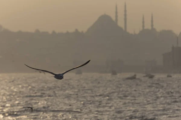 Dia Pôr Sol Istanbul Mar Pássaros Mesquitas Peru Cidade — Fotografia de Stock