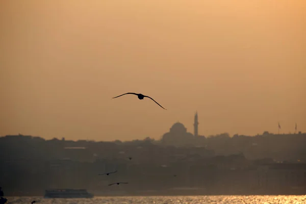 Sunset Day Istanbul Sea Birds Mosques City Turkey — Stock Photo, Image