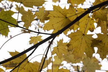 Sonbaharda bir ağacın kurutulmuş yaprakları ve sarı yaprakları