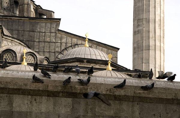 Птицы в мечети в Стамбуле
