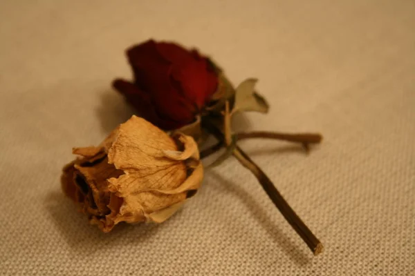 Masanın üzerine kurutulmuş güller