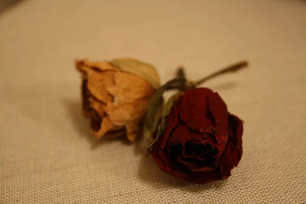 Сушеные Розы Столе — стоковое фото