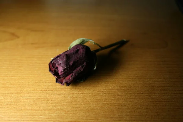 Rose Séchée Sur Table — Photo