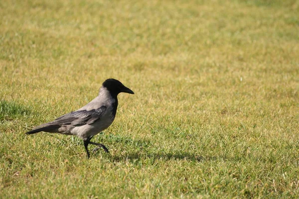 Crow Bird Walking Grass — Stock fotografie