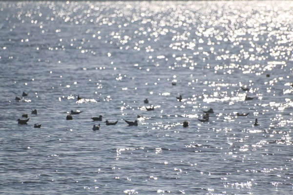 Oiseaux Cormorans Sur Eau — Photo