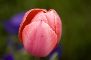 Bahçede bir kırmızı lale standları