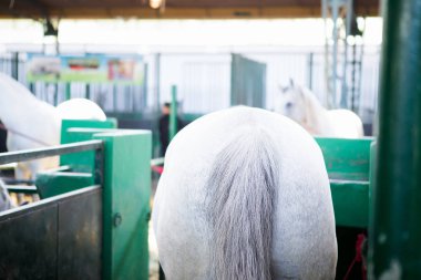 Beyaz atın ahırda arkası.