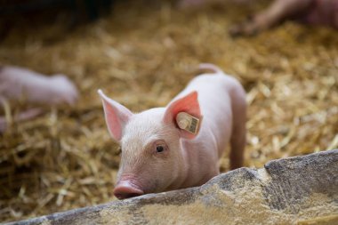 Küçük bir domuzcuk ahır kamera arıyor.