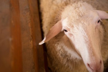 Ahırda bir koyun kafası.