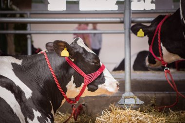 Holstein Sığırları ahırda.