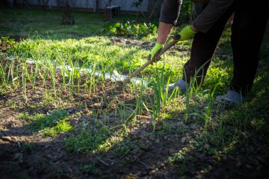 Genç soğan bitkisine odaklanan yaşlı kadın, bahçesini ve sebzelerini düzenliyor..