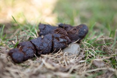 Close-up of dog shit on the grass. There is a fly on the shit.