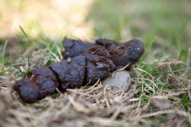 Close-up of dog shit on the grass. There is a fly on the shit. clipart