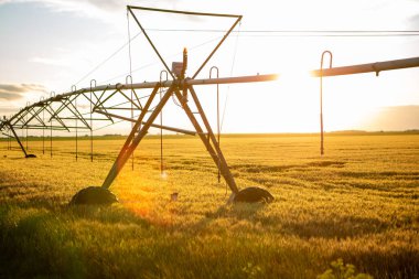 Buğday tarlasında gün batımı. Buğday olgun ve altın sarısı renkli. Buğdayın üstünde bir sulama sistemi var..