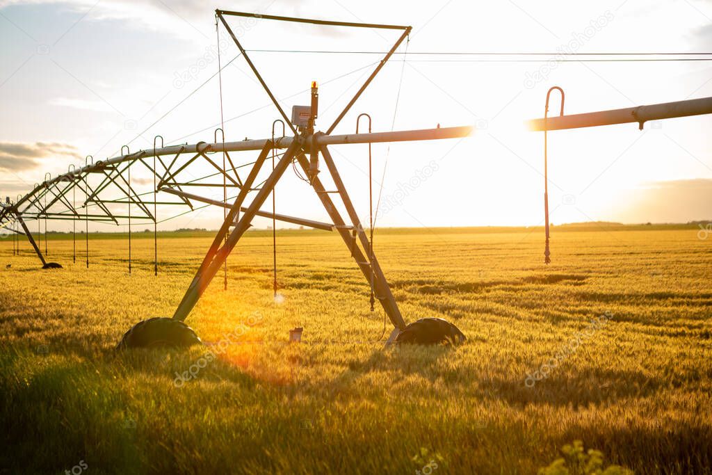 Sunset over a wheat field. The wheat is ripe and golden yellow in color. Above the wheat is an irrigation system.