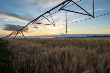 Buğday kulaklarına odaklan. Buğday olgunlaştı ve hasat için hazır. Arkasında güzel bir günbatımı ve yanında sulama sistemleri var..