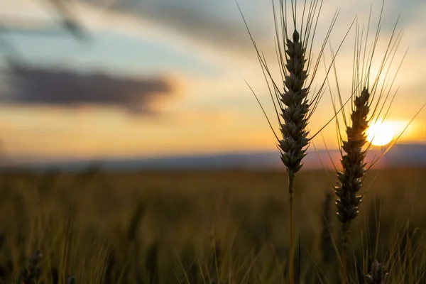 Focus on wheat ears. The wheat is ripe and ready for harvest. Behind is a beautiful sunset.Focus on wheat ears. The wheat is ripe and ready for harvest. Behind is a beautiful sunset.