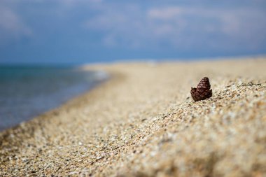 Çam kozalağına odaklan. Koni kumsalda ve arkasında güzel mavi bir deniz ve mavi gökyüzü kopyalama alanı var..