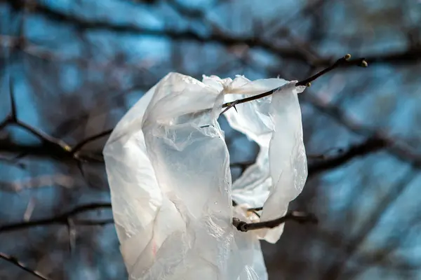 White plastic bag thrown and hung on a tree branch. Someone threw the bag and polluted the environment.