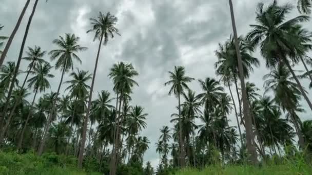 Paysage de palmiers avec ciel nuageux. Timelapse 4K — Video