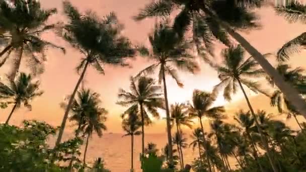 Gün batımında sahilde siluet Hindistan cevizi palmiye ağaçları. Timelapse 4k — Stok video