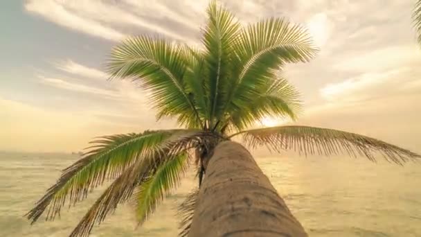 タリンガム ビーチ、サムイ島、タイの夕暮れ時にシルエットの椰子の木。タイムラプス 4 k — ストック動画