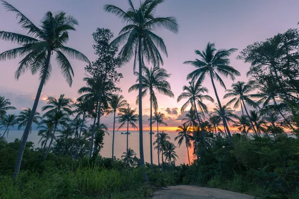 Parlak okyanus plaj renkli gündoğumu palmiye ağaçları Hindistan cevizi hurma ağacı siluet Koh Samui, Tayland ile