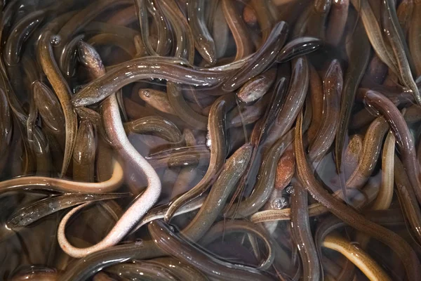 Bunch of eels in fish market in Shanghai, China — Stock Photo, Image