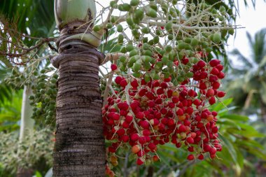 Pupunha meyve, şeftali palm - Bactris gasipaes palmiye aile. Amazonas, Brezilya