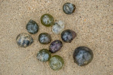 Algae Valonia ventricosa, commonly called bubble algae at the sand beach in the Caribbean sea clipart