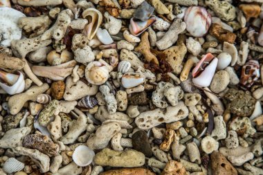 Yaz arka plan yakın çekim deniz kabuklarını ve mercan