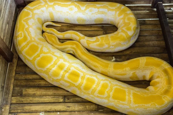 Pitón amarillo dorado, serpiente albina Pitón reticulado con hermosa textura amarilla . — Foto de Stock