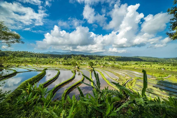 Bali, Endonezya güneşli gün Yanardağı arka plan ile pirinç Teras — Stok fotoğraf