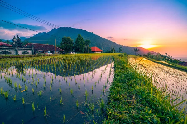 Pirinç tarlaları teraslı Ubud, Bali, Endonezya Tegallalang üzerinde Sunrise — Stok fotoğraf