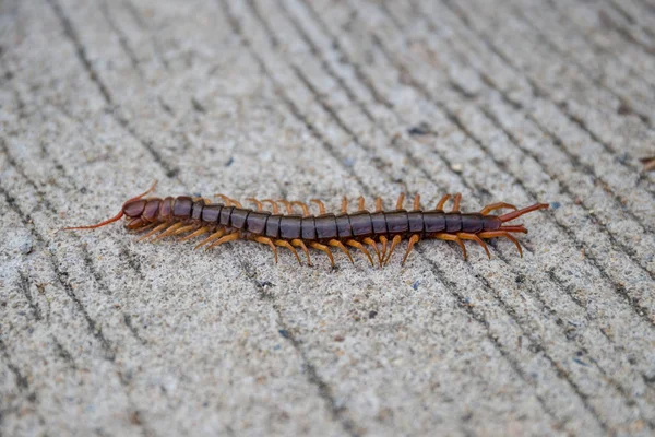 Scolopendra Cinculata Mediterranean Banded Centipede Tropical — Stock Photo, Image