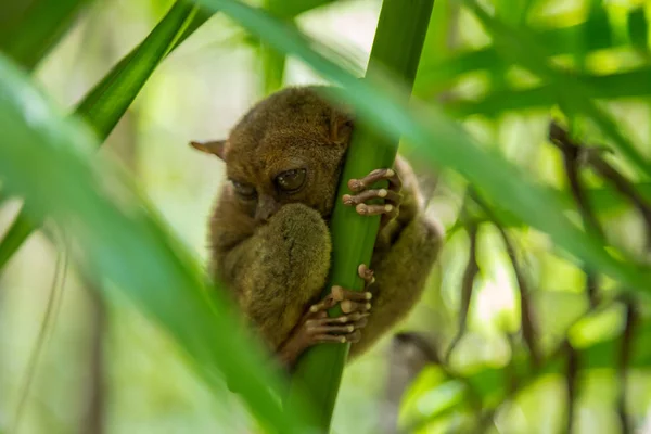 Tarsier animal noturno, com grandes olhos redondos, em um galho de árvore no tempo do dia — Fotografia de Stock