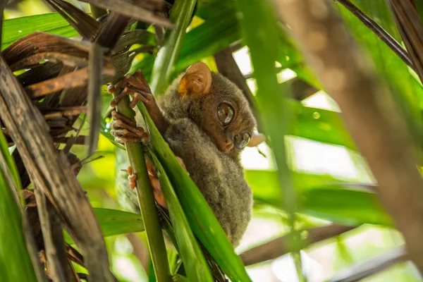 Bir ağaç dalı gün zaman üzerinde büyük yuvarlak gözlü gece hayvan tarsier — Stok fotoğraf